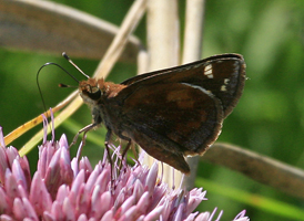 Zabulon Skipper